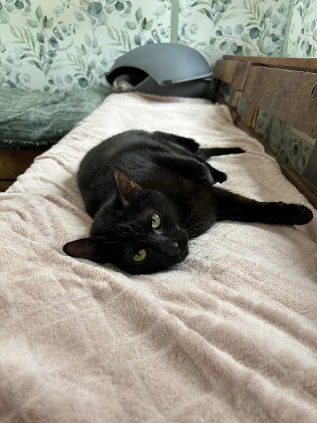 Brownie