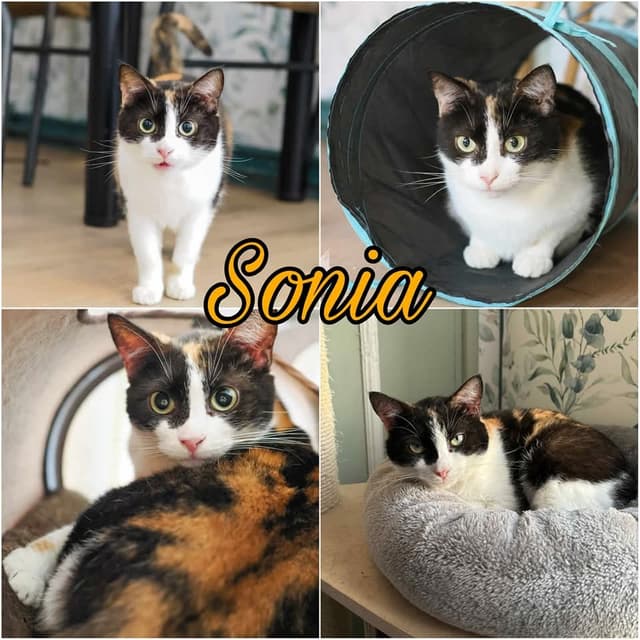 Sonia