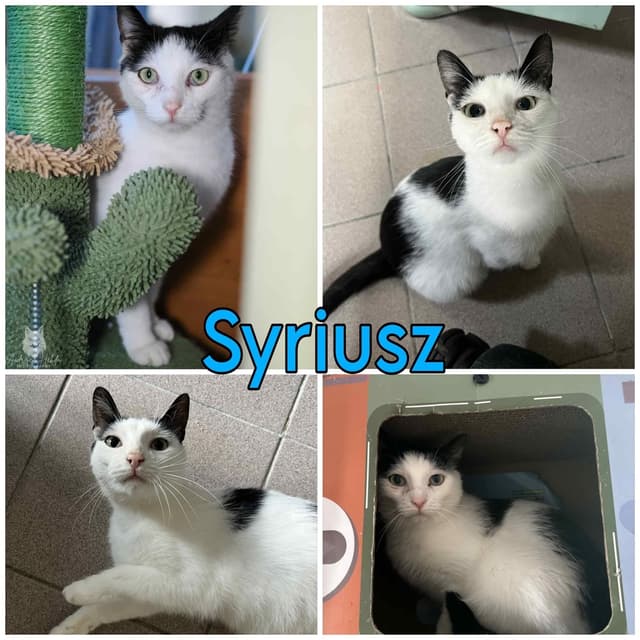 Syriuszek 