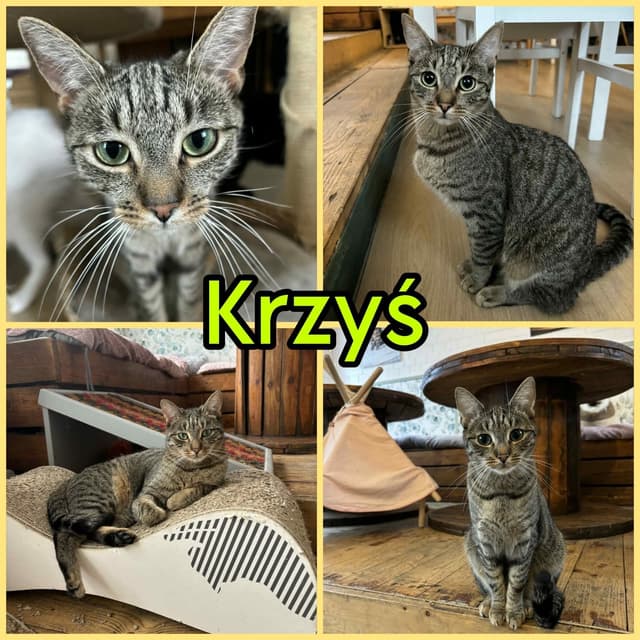 Krzyś