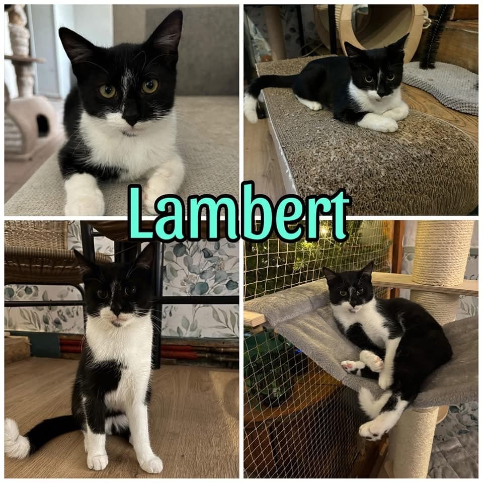 Lambert