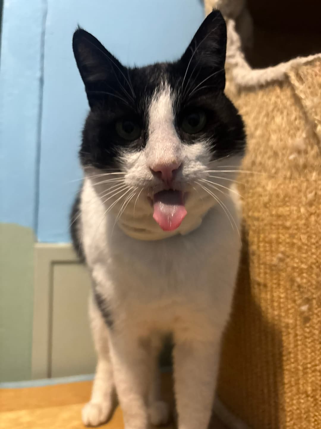 Zorro